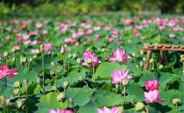 hướng dẫn sử dụng so xo thanh pho dong thap